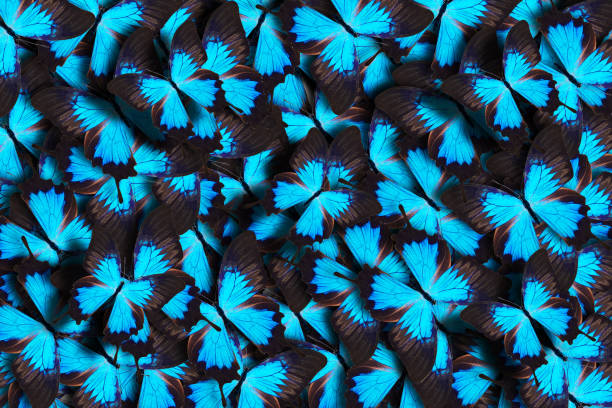 istock beautiful background of tropical blue butterflies 1155238024
