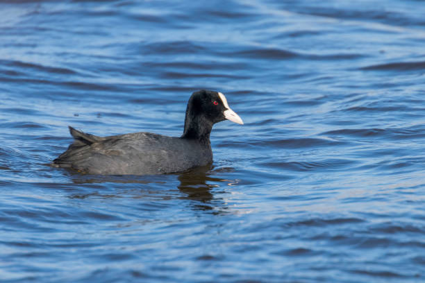 istock Coot swimming (Fulica atra) Close up Eurasian Coot 1155238076