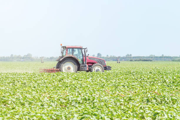istock Tractor in the green field. Agriculture machine. 1155242240