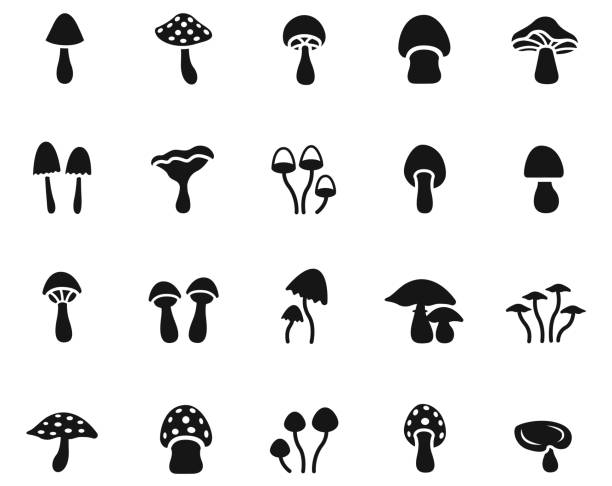 illustrations, cliparts, dessins animés et icônes de ensemble de collection de champignons - chanterelle