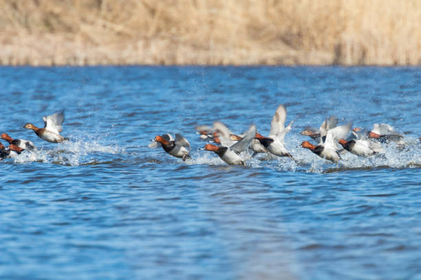 istock Common Pochard ducks flying over water (Aythya ferina) 1155242428