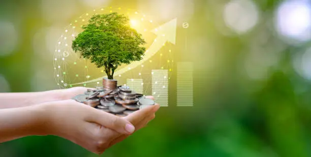 Photo of hand Coin tree The tree grows on the pile. Saving money for the future. Investment Ideas and Business Growth. Green background with bokeh sun