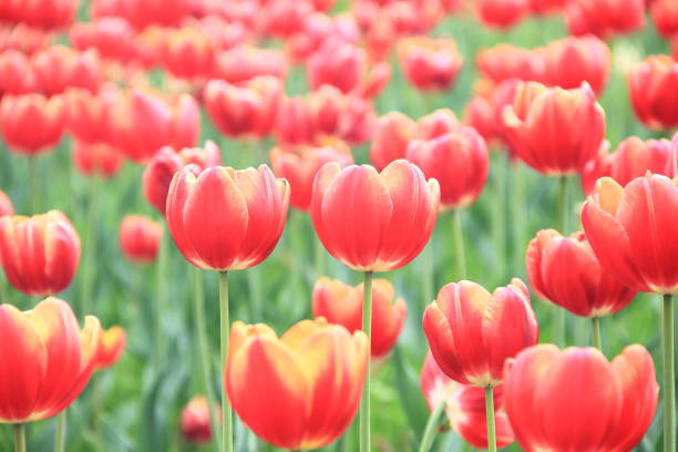 istock Tulip flowers in a garden 1155243780