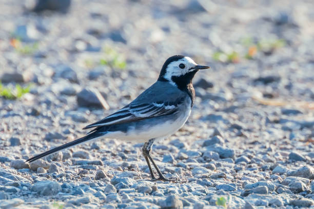 istock White Wagtail (Motacilla alba) Cute Little Bird 1155244128