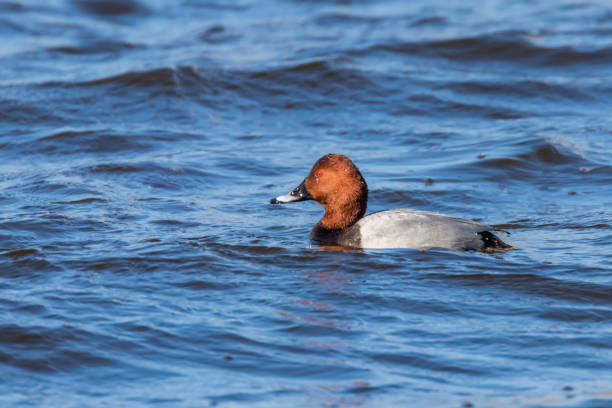 istock Common Pochard ducks swimming in the lake (Aythya ferina) 1155244389