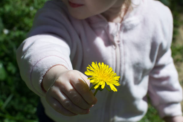 istock Yellow dandelion in child's hand close up 1155247587
