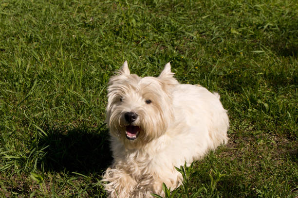 istock The West highland white Terrier on a green lawn. 1155250061