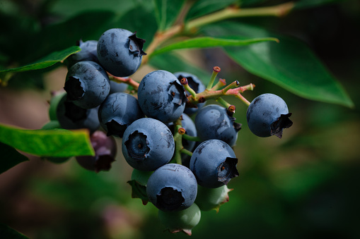 Blueberry bushes with large clusters macro