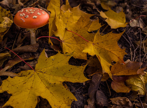 One of the most poisonous fungi Amanita muscaria, commonly known as the fly agaric.