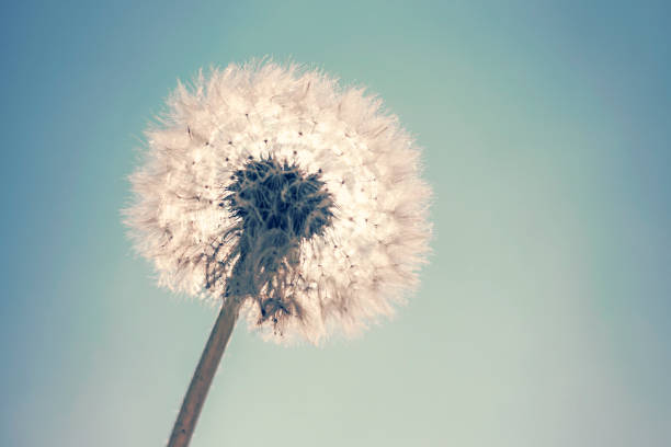 istock Dandelion Sun and Blue Sky background, Close Up Dandelion 1155252963