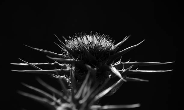 istock Isolated thistle flower, black and white 1155254283