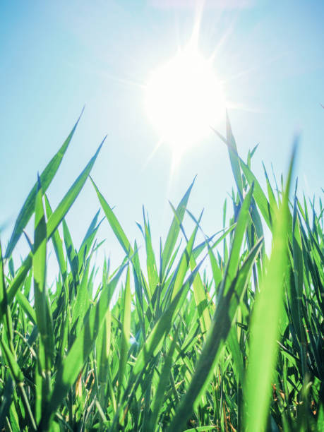 istock Young Wheat Seedlings Growing in a Field Close up 1155254364