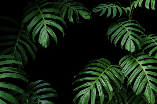 Hojas de color verde oscuro de la nativa Monstera la planta bosque tropical vides perennes, marco de hoja de naturaleza sobre fondo negro. photo