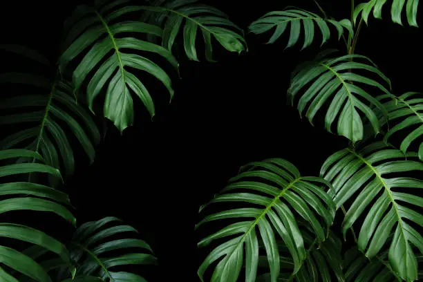 Photo of Dark green leaves of native Monstera the tropical forest plant evergreen vines, nature leaf frame on black background.