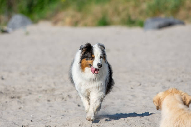 Meeting and interaction between a wolf hybrid and German Shepherd Dog