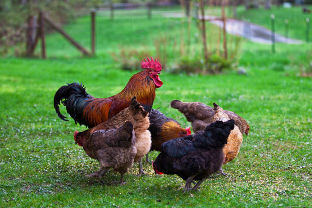 A rooster and chickens.  Free range cock and hens.  Red Bantam.