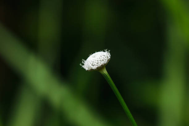 istock Melampodium leucanthum in nature has small white flowers 1155255622