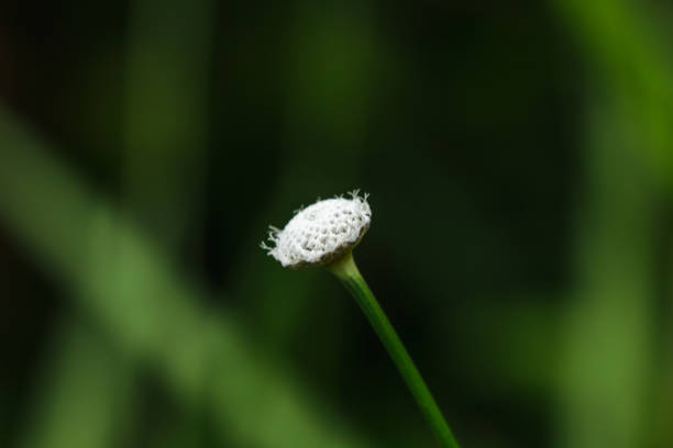 istock Melampodium leucanthum in nature has small white flowers 1155255665