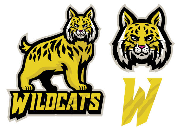 ilustrações, clipart, desenhos animados e ícones de wildcats mascote do esporte conjunto - gato selvagem