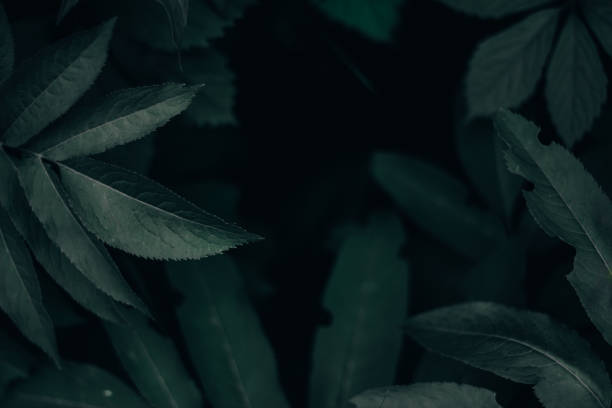 istock Close-up shot of sharp leaves on a dark background 1155256962