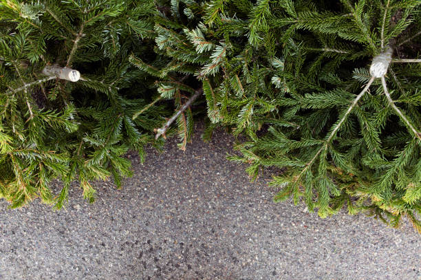 Old Christmas Trees stock photo