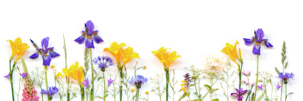 istock Bright frame of summer flowers on the white background 1155257505