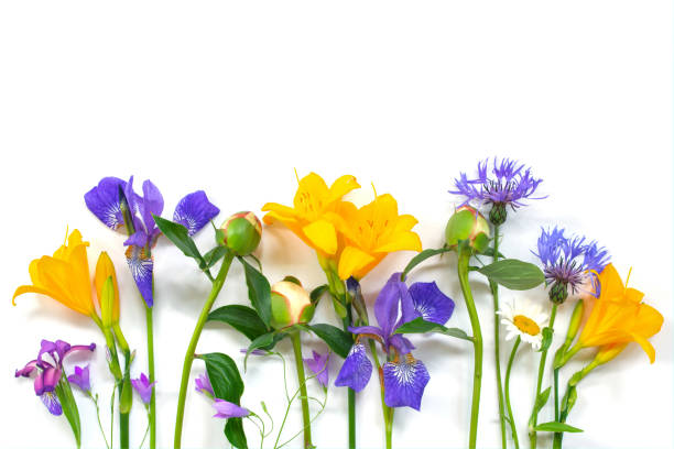 istock Bright composition of summer flowers on the white background 1155257511