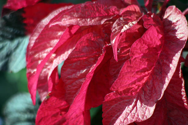 istock Red leaf detail in the nature 1155258263