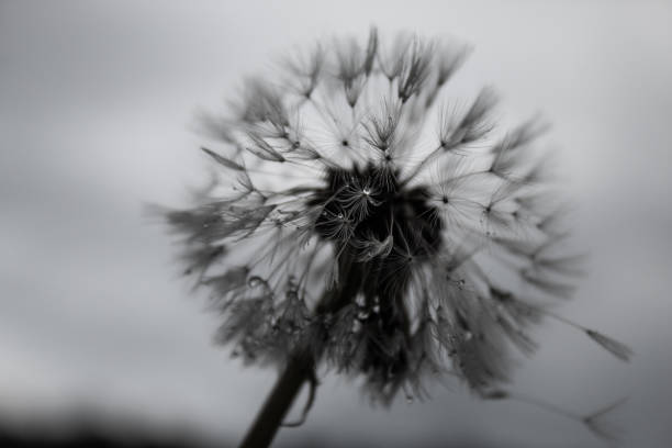 istock Delicate dandelion with rain droplets; gloomy day, grey sky, moody atmosphere. 1155259653