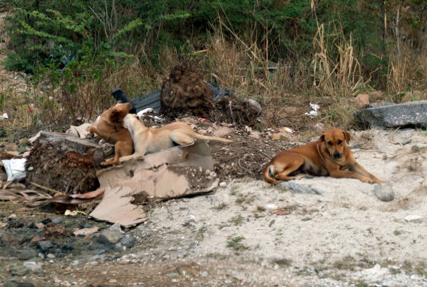 Sint Maarten, April 2019. A stray mother relaxes as her large pups play in the garbage. Cole Bay.