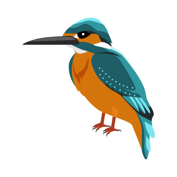 kingfisher flat design vector illustration - kestrel hawk beak falcon stock-grafiken, -clipart, -cartoons und -symbole