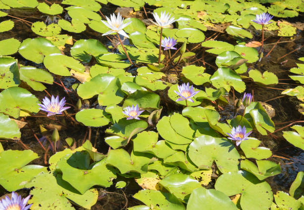 istock Water Lily Pond Life 1155260216