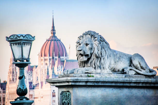 statua del leone sul ponte a catena a budapest, ungheria - royal palace of buda immagine foto e immagini stock