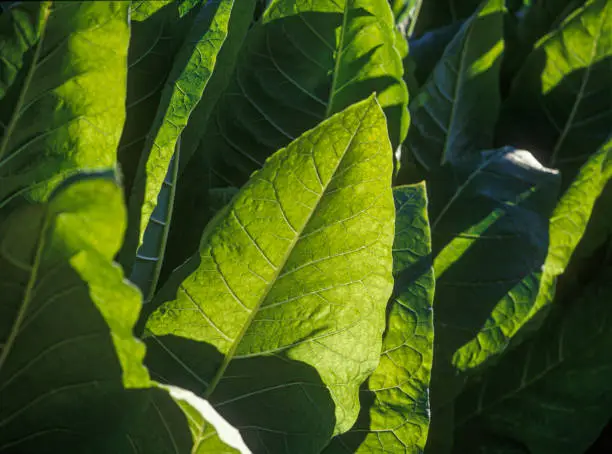 Tobacco plantation, Tobacco planted at the farm on a bright  day