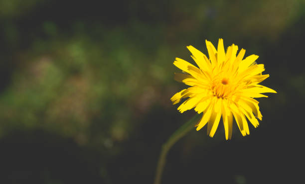 istock Single yellow dandelion on a dark background 1155261601