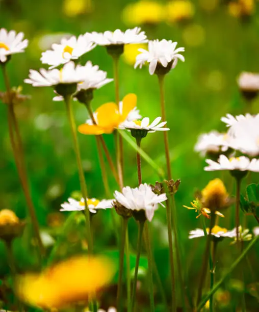 White daisies and yellow evening primrose growing wild in a meadow in lush green grass with blurred dandelions in spring
