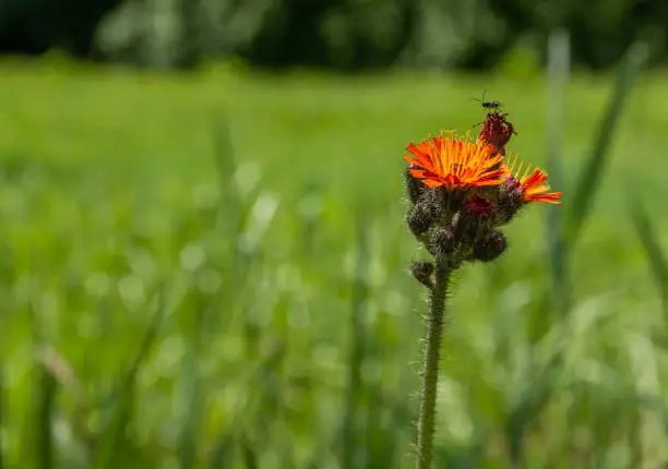 Close up on individual bright orange flower being pollinated with field full of tall grass in background