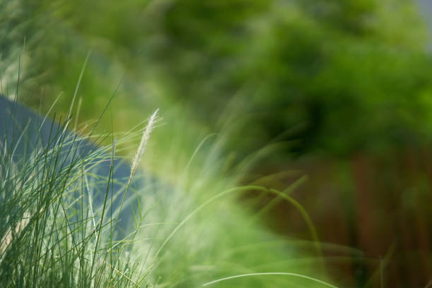 istock poaceae or soft seed head of wild grass in rain climate 1155262859