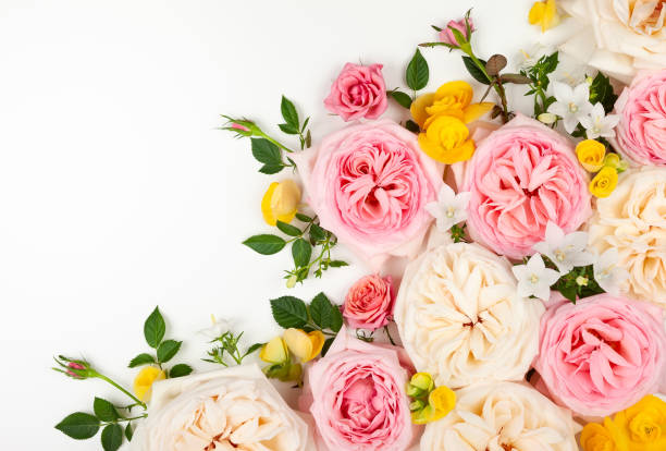 istock Beautiful fresh  pink and white roses 1155263143
