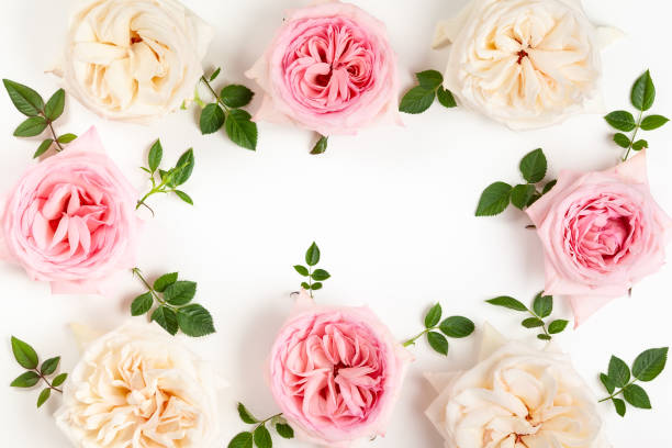 istock Beautiful fresh  pink and white roses 1155263155