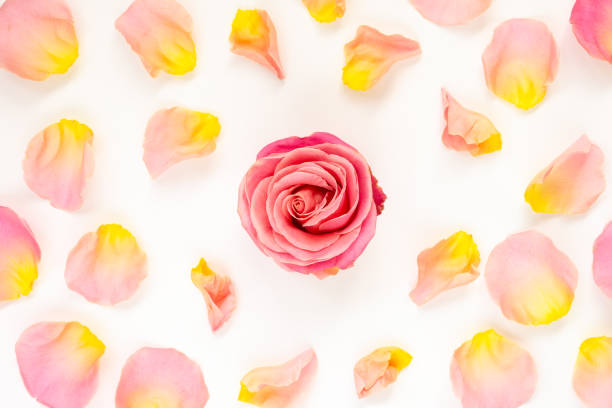istock Beautiful fresh pink rose and petals. 1155263173