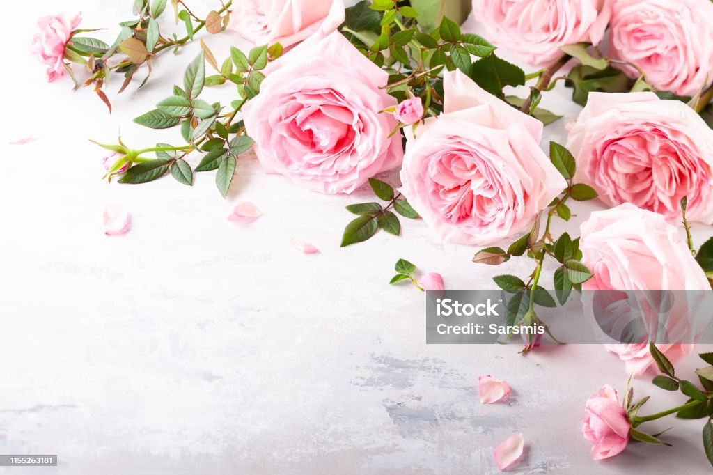 Hermosas Flores Rosas Rosadas Frescas Foto de stock y más banco de imágenes  de Amor - Amor, Arreglo, Belleza - iStock