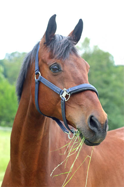 hermoso caballo marrón - halter fotografías e imágenes de stock