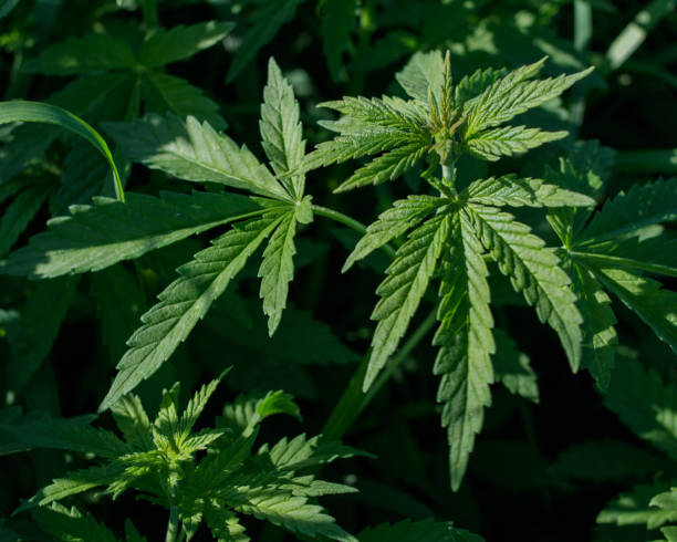 istock Young wild cannabis plants, illuminated by sunlight. 1155264967