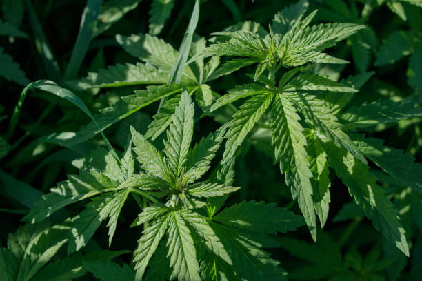 istock Young wild cannabis plants, illuminated by sunlight. 1155264996