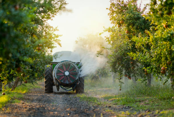 tractor spraying insecticide or fungicide on pomegranate trees in garden - spraying agriculture farm herbicide imagens e fotografias de stock