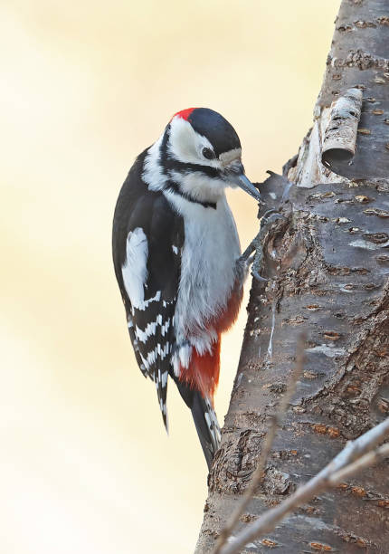 great spotted woodpecker (dendrocopos major) - woodpecker major wildlife nature imagens e fotografias de stock