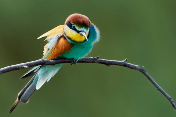 istock Bee-Eater on a branch in Gerolsheim - Merops apiaster 1155266195