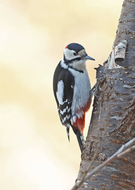 great spotted woodpecker (dendrocopos major) - woodpecker major wildlife nature imagens e fotografias de stock