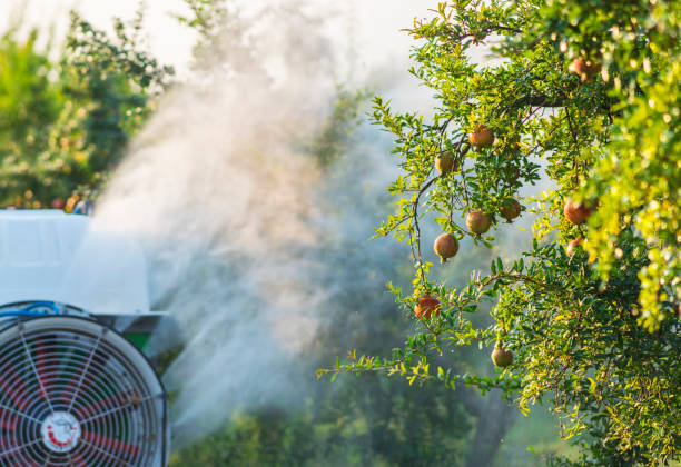 insecticide ou fongicide de pulvérisation de tracteur sur des grenadiers dans le jardin - grenadier arbre fruitier photos et images de collection